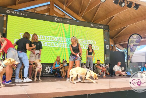 II Festival del Perro en Siam Mall II Festival del Perro en Siam Mall